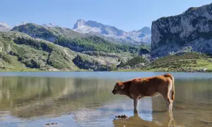Młoda krowa wchodzi do płytkiej wody jeziora, podziwiając majestatyczne góry w tle. Lagos de Covadonga zachwycają spokojem i pięknem natury.