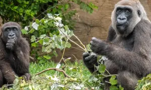 Dwie gorylice w Bioparc Fuengirola jedzą gałązki. Jedna z nich trzyma gałązkę w dłoni, druga ma ją przy ustach.