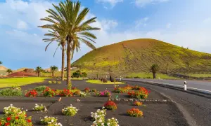 Lanzarote: co warto wiedzieć? Palmy, kolorowe kwiaty na czarnej wulkanicznej ziemi i zielone wzgórze tworzą malowniczy krajobraz.