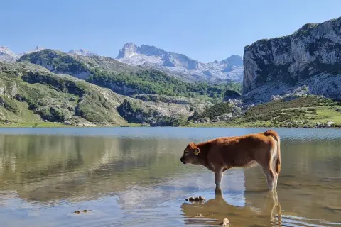 Młoda krowa wchodzi do płytkiej wody jeziora, podziwiając majestatyczne góry w tle. Lagos de Covadonga zachwycają spokojem i pięknem natury.