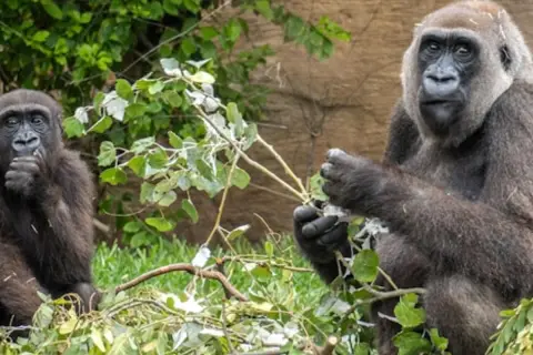 Dwie gorylice w Bioparc Fuengirola jedzą gałązki. Jedna z nich trzyma gałązkę w dłoni, druga ma ją przy ustach.