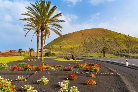 Lanzarote: co warto wiedzieć? Palmy, kolorowe kwiaty na czarnej wulkanicznej ziemi i zielone wzgórze tworzą malowniczy krajobraz.