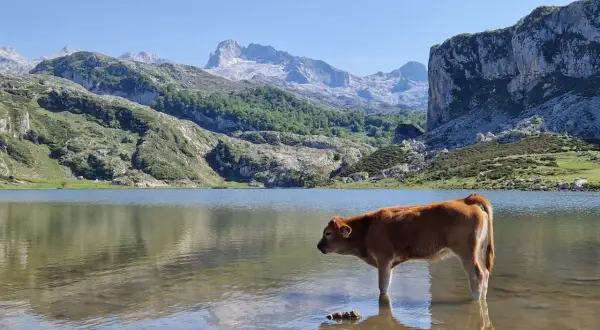 Młoda krowa wchodzi do płytkiej wody jeziora, podziwiając majestatyczne góry w tle. Lagos de Covadonga zachwycają spokojem i pięknem natury.
