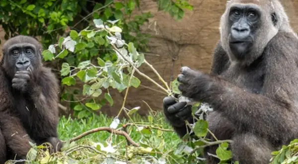 Dwie gorylice w Bioparc Fuengirola jedzą gałązki. Jedna z nich trzyma gałązkę w dłoni, druga ma ją przy ustach.