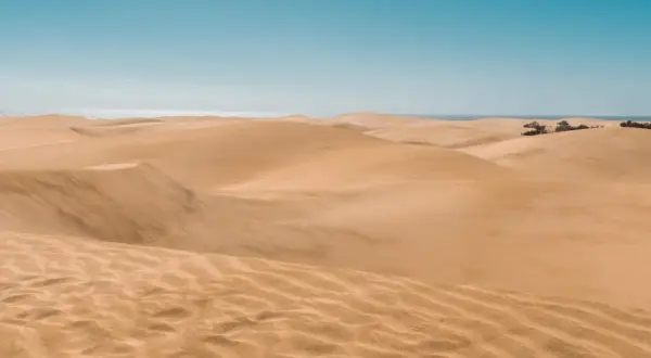 Pofaśne wydmy Maspalomas w słońcu, z oceanem w tle. Piasek tworzy faliste wzory.
