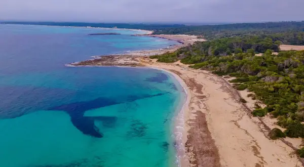 Malownicze Es Trenc z turkusową wodą i piaszczystą plażą, otoczoną zielonymi sosnami.