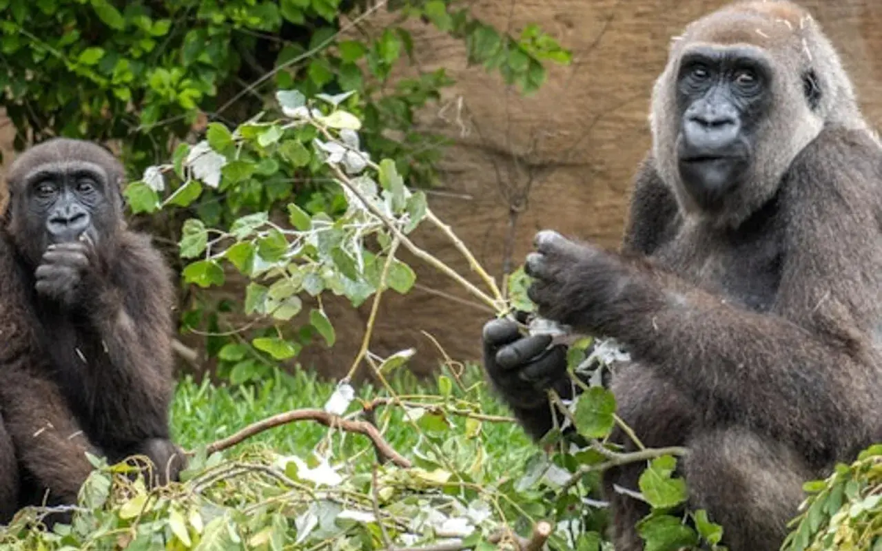 Dwie gorylice w Bioparc Fuengirola jedzą gałązki. Jedna z nich trzyma gałązkę w dłoni, druga ma ją przy ustach.