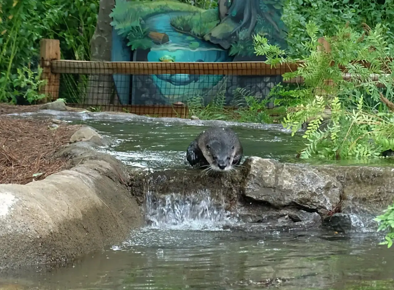 Wesoła wydra w wodzie, w tle malownicza scenka z rybką, jak w bioparc Fuengirola.