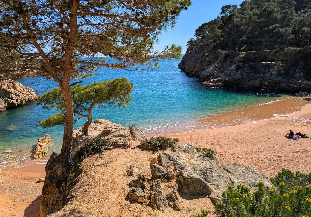 Widok na zatokę z piaszczystą plażą i turkusową wodą, z drzewem na skale. Ścieżka camino de ronda prowadzi wzdłuż wybrzeża.