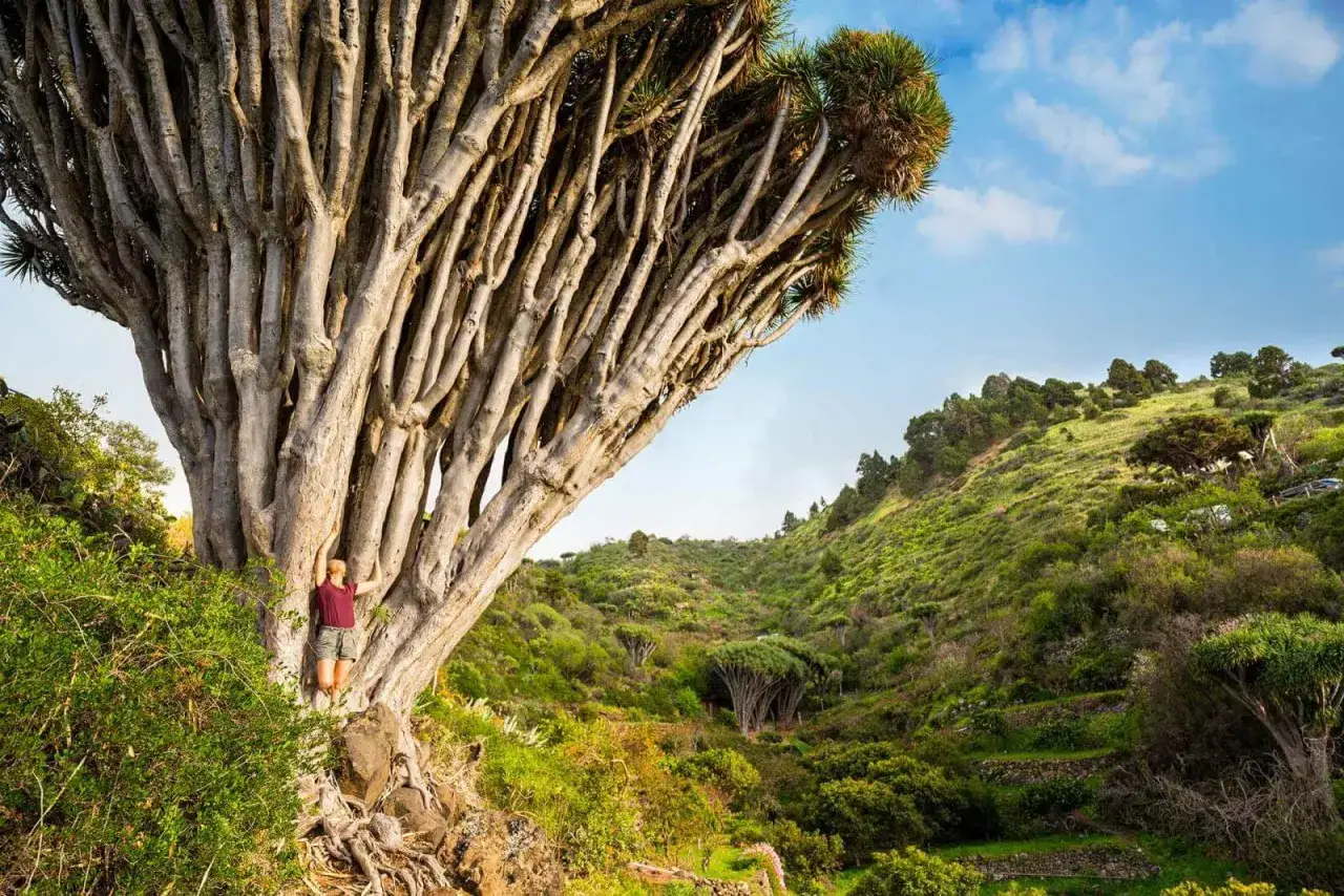 Niesamowite la palma atrakcje: gigantyczne drzewo smocze, przy którym stoi człowiek, na tle zielonej doliny.