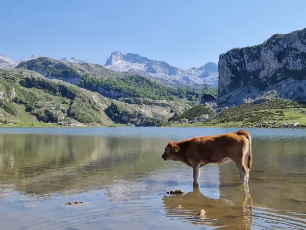 Młoda krowa wchodzi do płytkiej wody jeziora, podziwiając majestatyczne góry w tle. Lagos de Covadonga zachwycają spokojem i pięknem natury.