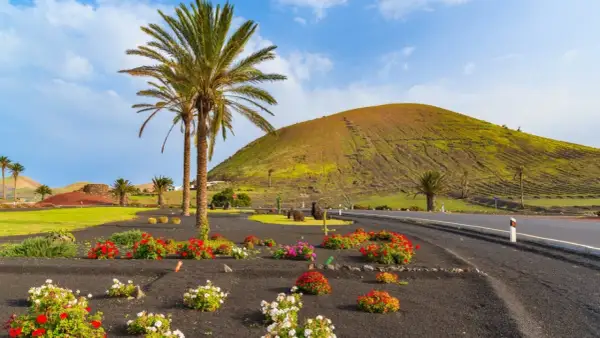 Lanzarote: co warto wiedzieć? Palmy, kolorowe kwiaty na czarnej wulkanicznej ziemi i zielone wzgórze tworzą malowniczy krajobraz.