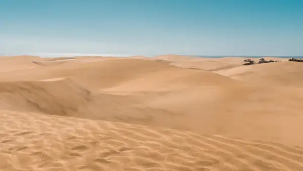 Pofaśne wydmy Maspalomas w słońcu, z oceanem w tle. Piasek tworzy faliste wzory.